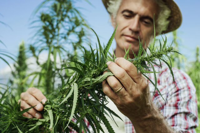 Farmer examining hemp plant buds in an outdoor field, wearing a straw hat and plaid shirt