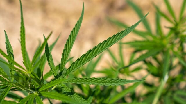 hemp