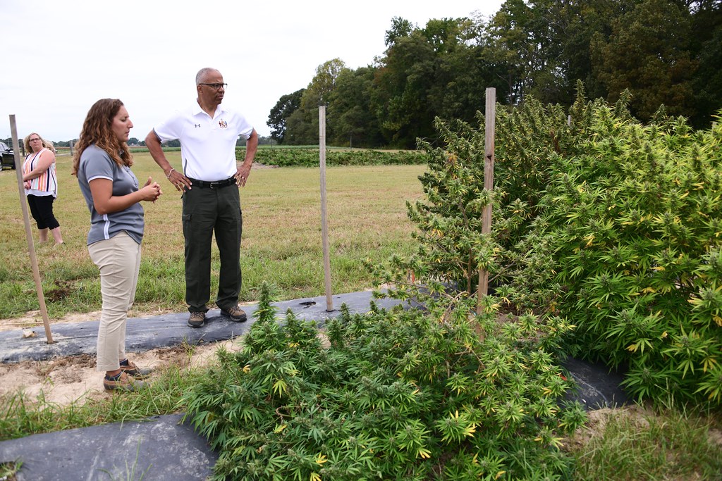 Researchers inspecting hemp plants in a test field