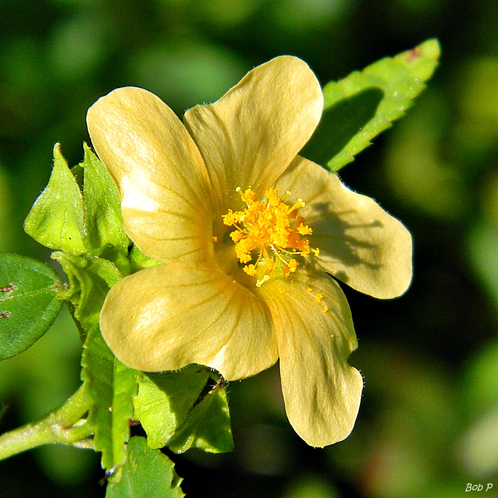 Indian hemp (Sida rhombifolia)